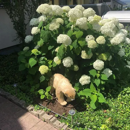 Проживание в семье Dachgeschoss In Einem Reihenhaus *